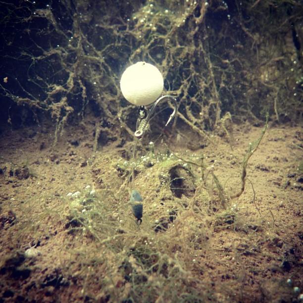 rig& baits - 5753535955113738062541810717088n.jpg